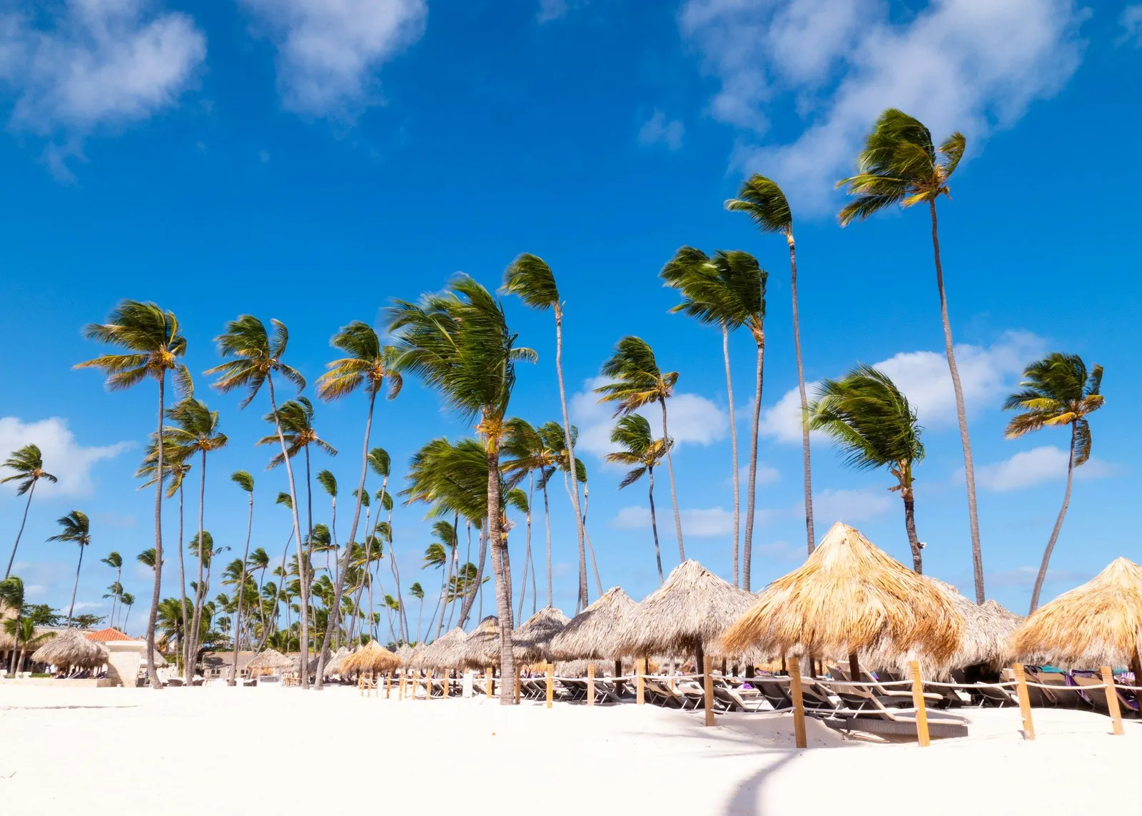 Tall palm trees bend in the wind under a bright blue sky over a white sand beach with thatched-roof tropical sun shelters. Tropical beach resort atmosphere.