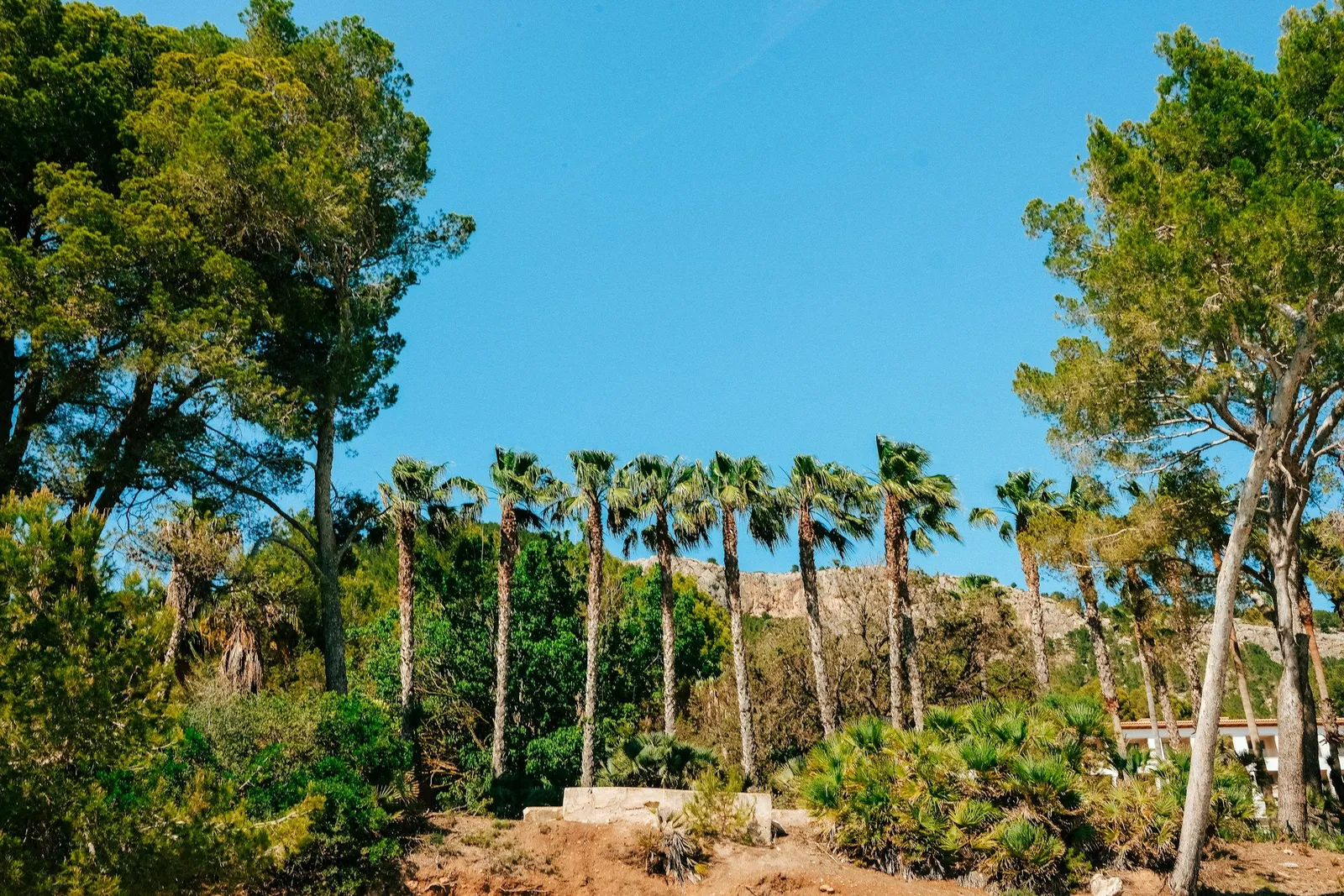 Row of palm trees and pines under a bright blue sky in front of a limestone cliff in Mediterranean Mallorca scenery.
