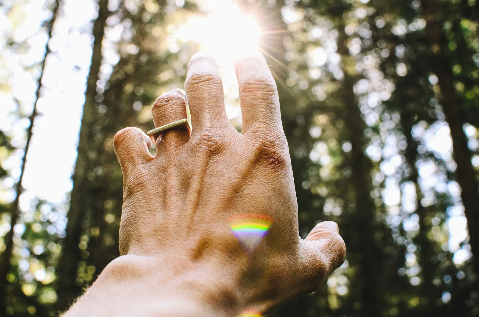 Close-up of a hand reaching up toward sunlight filtering through a forest canopy of tall trees, a contemplative image of openness and seeking.