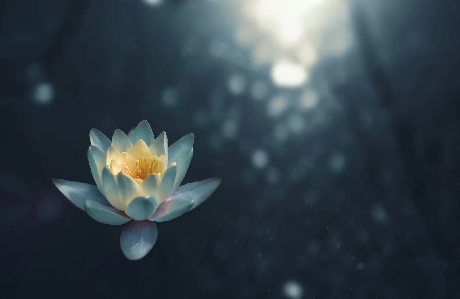Single white-and-yellow lotus flower floating on dark water, soft bokeh light, serene and still
