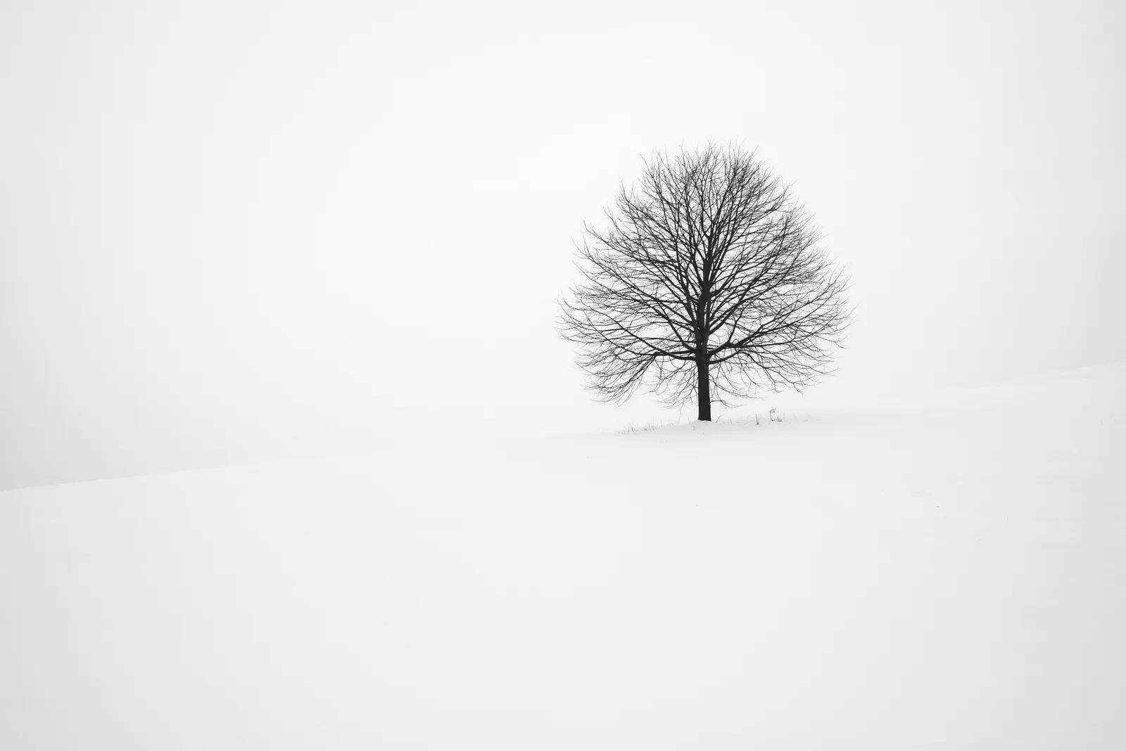 A single bare tree in a snow-covered field under a foggy winter sky.